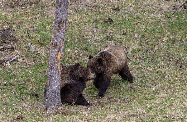 Ursos Pardos Primavera Parque Nacional Yellowstone Wyoming — Fotografia de Stock