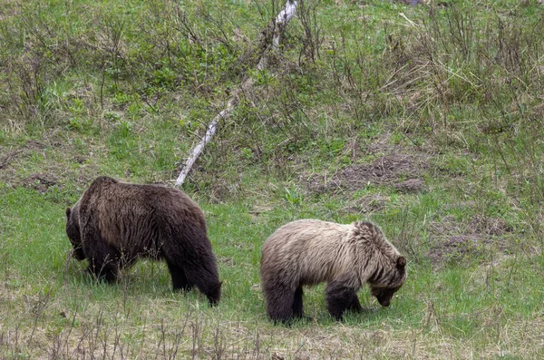 Medvědi Grizzly Jaře Yellowstonském Národním Parku Wyoming — Stock fotografie