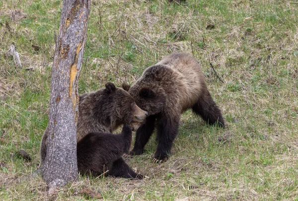 Grizzlis Printemps Dans Parc National Yellowstone Wyoming — Photo