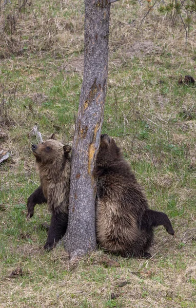 Orsi Grizzly Primavera Nel Parco Nazionale Yellowstone Wyoming — Foto Stock