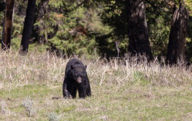 Yellowstone Ulusal Parkı Wyoming 'de baharda bir kara ayı.