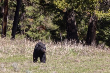 Yellowstone Ulusal Parkı Wyoming 'de baharda bir kara ayı.