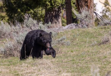 Yellowstone Ulusal Parkı Wyoming 'de baharda bir kara ayı.