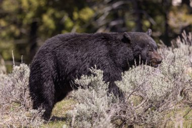 Yellowstone Ulusal Parkı Wyoming 'de baharda bir kara ayı.