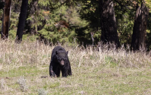 Μια Μαύρη Αρκούδα Την Άνοιξη Στο Εθνικό Πάρκο Του Γέλοουστοουν — Φωτογραφία Αρχείου
