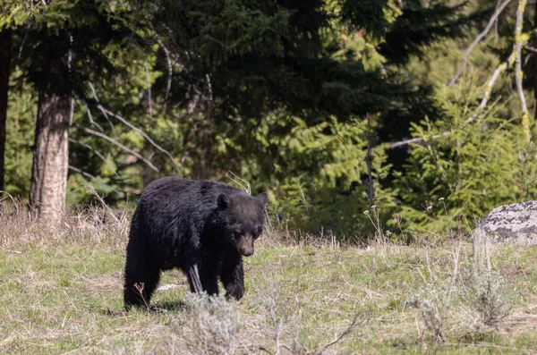Черный Медведь Весной Йеллоустонском Национальном Парке Вайоминг — стоковое фото