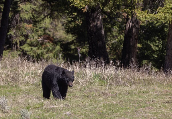 イエローストーン国立公園ワイオミング州の春に黒いクマ — ストック写真