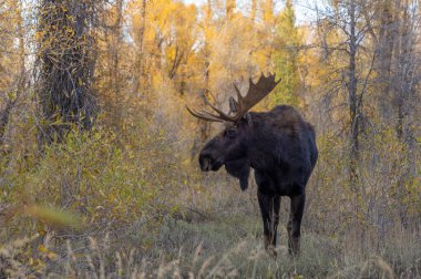 Sonbaharda Wyoming 'de bir boğa geyiği.