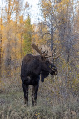 Sonbaharda Wyoming 'de bir boğa geyiği.