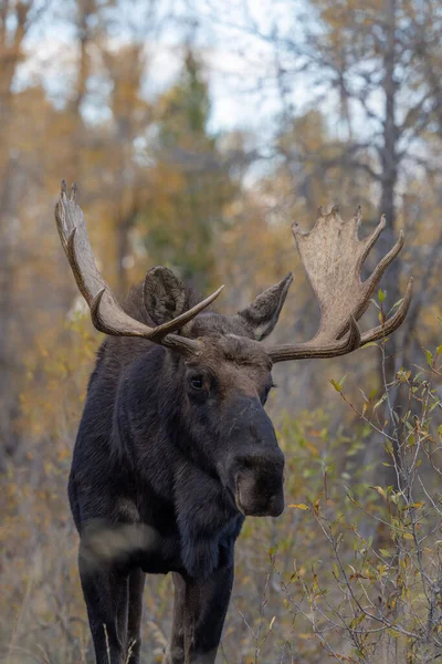 Orignal Taureau Dans Wyoming Pendant Ornière Automne — Photo