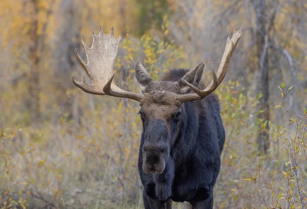 Sonbaharda Wyoming Bir Boğa Geyiği — Stok fotoğraf
