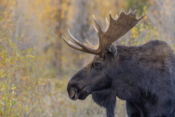 Býk Losa Wyomingu Během Říje Podzim — Stock fotografie