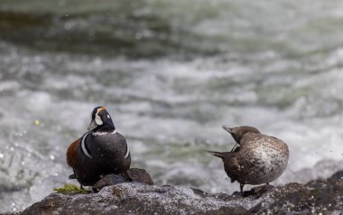 a hen and drake harlequin duck on a rock in the Yellowstone River clipart