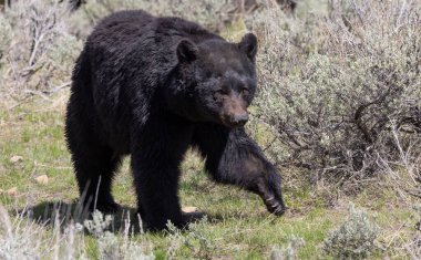 Baharda Yellowstone Ulusal Parkı 'nda siyah bir ayı.