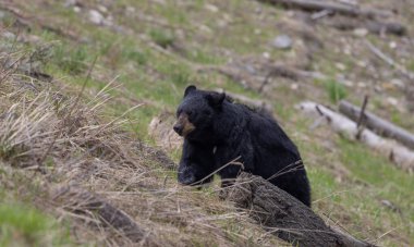 Baharda Yellowstone Ulusal Parkı 'nda siyah bir ayı.