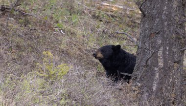 Baharda Yellowstone Ulusal Parkı 'nda siyah bir ayı.