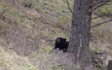 Baharda Yellowstone Ulusal Parkı 'nda siyah bir ayı.