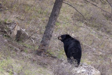 Baharda Yellowstone Ulusal Parkı 'nda siyah bir ayı.