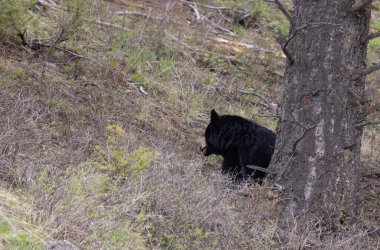 Baharda Yellowstone Ulusal Parkı 'nda siyah bir ayı.