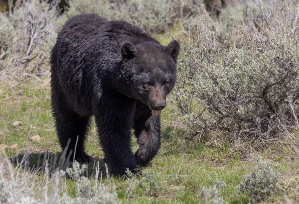 Orso Nero Nel Parco Nazionale Yellowstone Primavera — Foto Stock