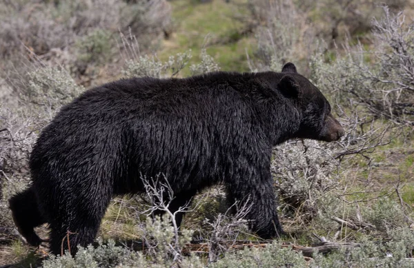 Urso Negro Parque Nacional Yellowstone Primavera — Fotografia de Stock