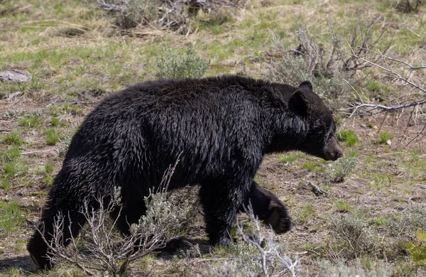 Černý Medvěd Yellowstonském Národním Parku Jaře — Stock fotografie