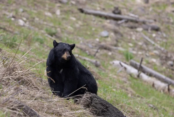 Μια Μαύρη Αρκούδα Στο Εθνικό Πάρκο Γέλοουστοουν Την Άνοιξη — Φωτογραφία Αρχείου