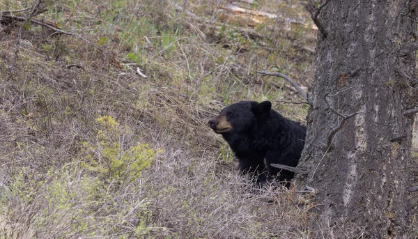 春天黄石公园里的一只黑熊 — 图库照片