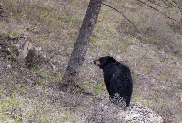 Μια Μαύρη Αρκούδα Στο Εθνικό Πάρκο Γέλοουστοουν Την Άνοιξη — Φωτογραφία Αρχείου