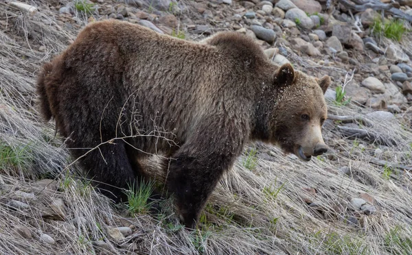 Urso Pardo Primavera Deserto Wyoming — Fotografia de Stock