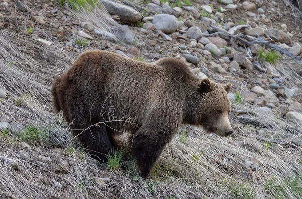 Μια Αρκούδα Γκρίζλι Την Άνοιξη Στην Ερημιά Του Γουαϊόμινγκ — Φωτογραφία Αρχείου