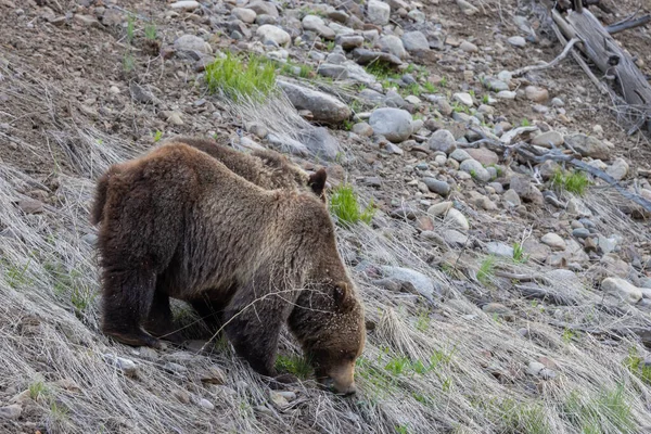 Urso Pardo Primavera Deserto Wyoming — Fotografia de Stock
