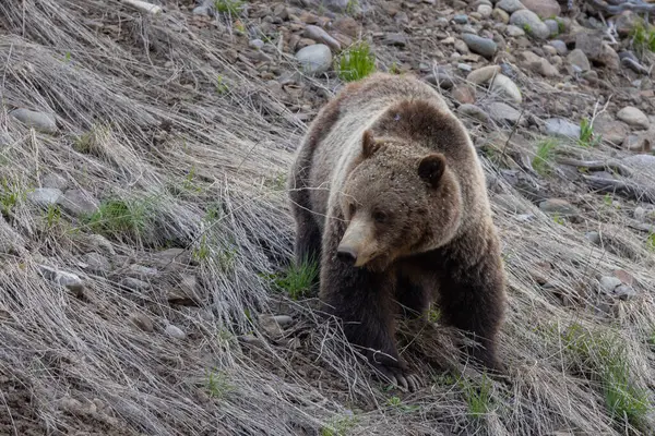 Grizzli Printemps Dans Désert Wyoming — Photo