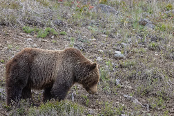 Niedźwiedź Grizzly Wiosną Pustyni Wyoming — Zdjęcie stockowe