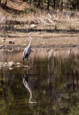 Arizona 'da bir gölde büyük bir mavi balıkçıl.