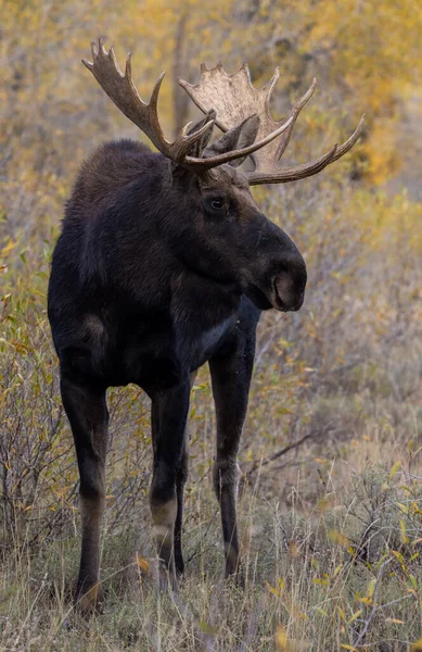 Tjur Älg Ruffen Wyoming Hösten — Stockfoto