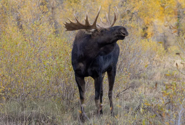 秋天怀俄明州的一只公麋鹿 — 图库照片