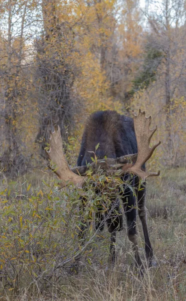 Łoś Byk Podczas Rutyny Wyoming Jesienią — Zdjęcie stockowe