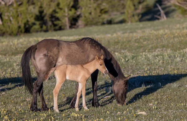 Wild Horse Mare Foal Summer Pryor Mountains Montana — Stock Photo, Image