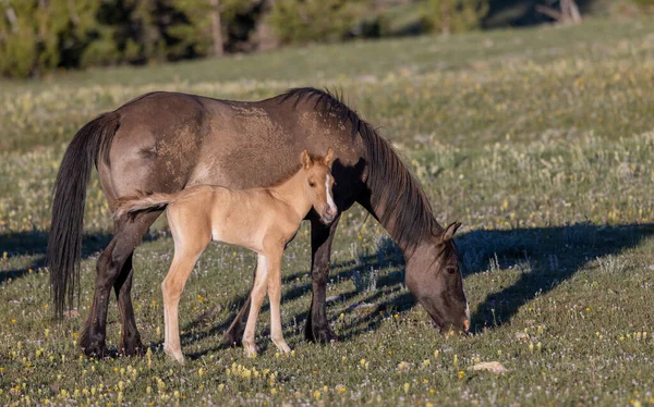モンタナのプライヤー山脈で夏の野生の馬の悪夢と恐怖 — ストック写真