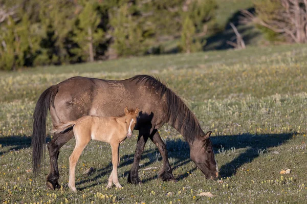 Cavalo Selvagem Égua Potro Verão Nas Montanhas Pryor Montana — Fotografia de Stock