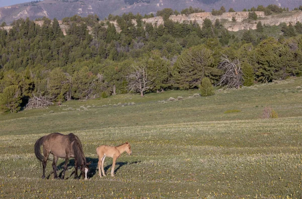 Divoká Koňská Klisna Hříbě Létě Pohoří Pryor Montana — Stock fotografie