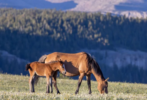 stock image a wild horse mare and foal in summer in the Pryor Mountains Montana