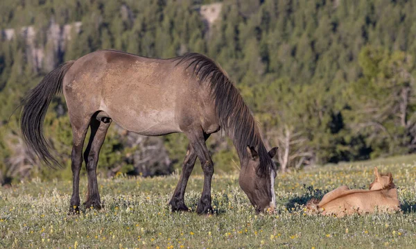 Klacz Źrebak Dzikiego Konia Latem Górach Pryor Montana — Zdjęcie stockowe