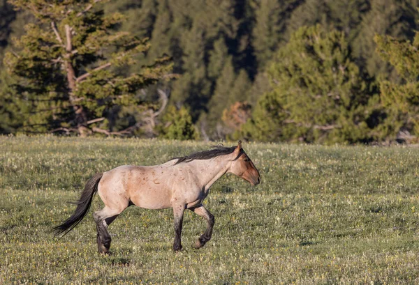 Cheval Sauvage Été Dans Les Montagnes Pryor Montana — Photo