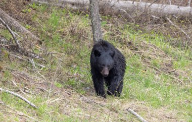 Yellowstone Ulusal Parkı Wyoming 'de baharda bir kara ayı.