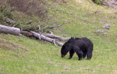 Yellowstone Ulusal Parkı Wyoming 'de baharda bir kara ayı.