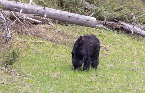 Egy Fekete Medve Tavasszal Yellowstone Nemzeti Park Wyoming — Stock Fotó