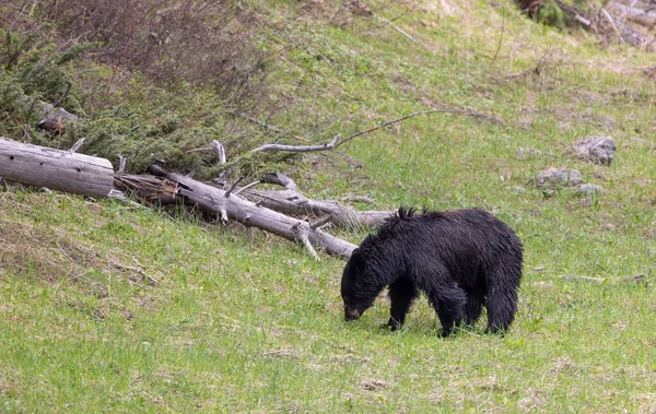 Urso Negro Primavera Parque Nacional Yellowstone Wyoming — Fotografia de Stock