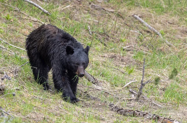 Μια Μαύρη Αρκούδα Την Άνοιξη Στο Εθνικό Πάρκο Του Γέλοουστοουν — Φωτογραφία Αρχείου